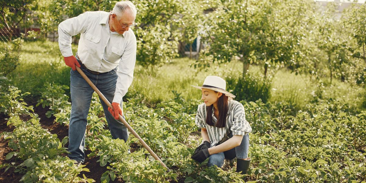 cultiver un potager